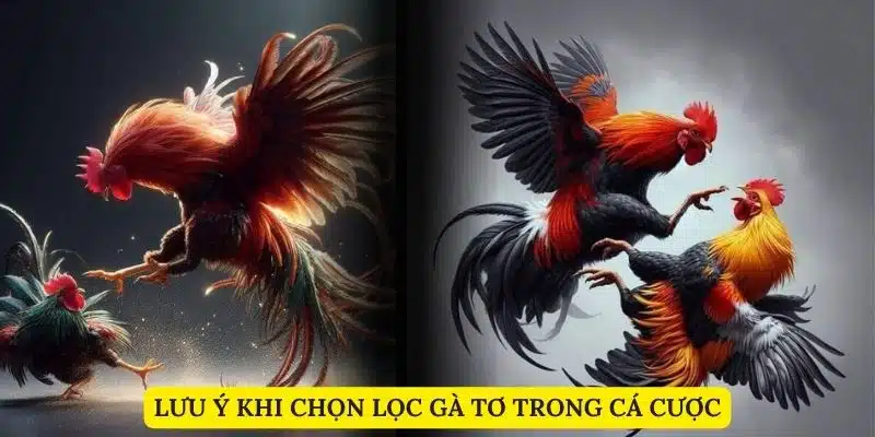 Lưu ý khi chọn lọc gà tơ trong cá cược